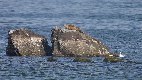 Western Atlantic Harbor Seal