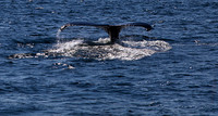 Whale Tail