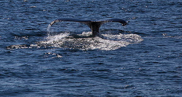 Whale Tail