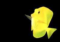 Yellow Tang