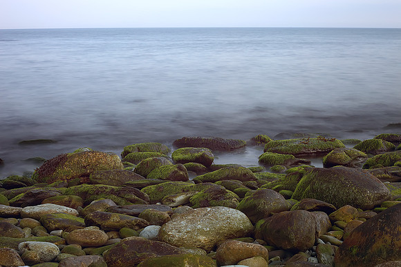 Seaweed and Rocks