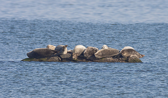 Western Atlantic Harbor Seal