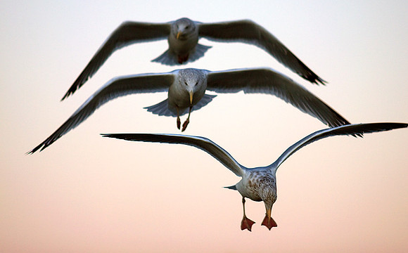 Descending Seagulls