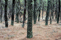 Moss Covered Trees