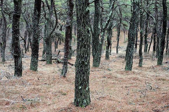 Moss Covered Trees