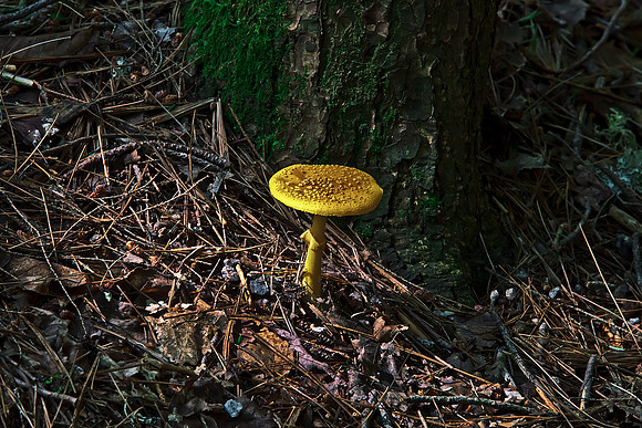 Yellow Mushroom