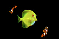 Yellow Tang & Clown Fish