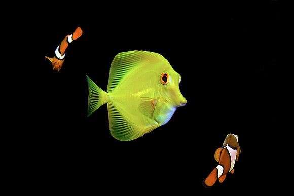 Yellow Tang & Clown Fish