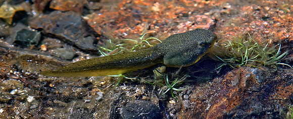 Polliwog