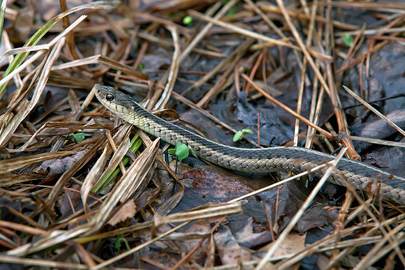 Snake