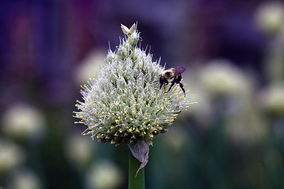 Busy as a bee