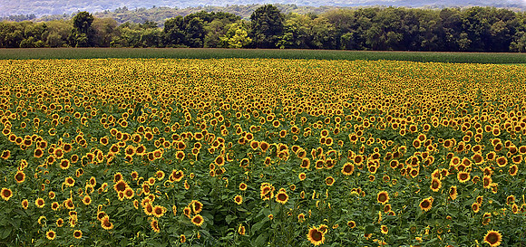 Sunflower Field