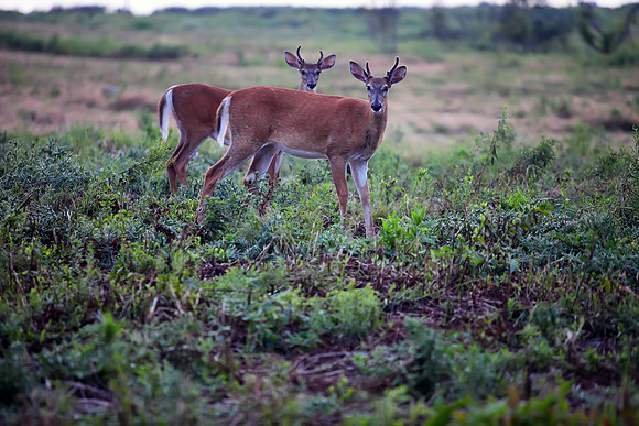 Deer
