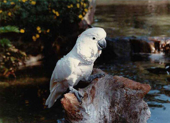 Parrot