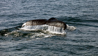 Whale Tail