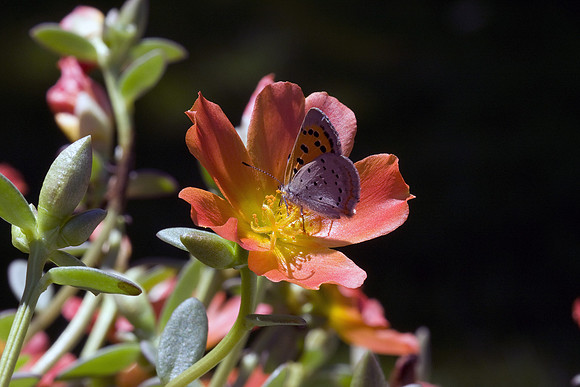 Butterfly & Flower