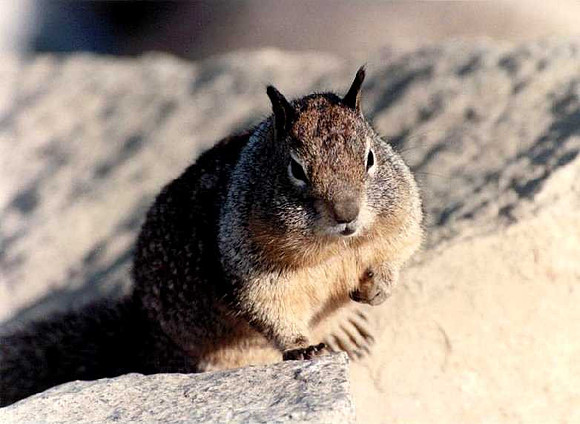 Squirrel