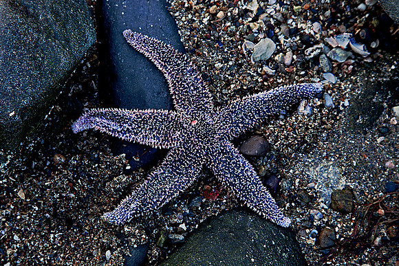 Sea Star