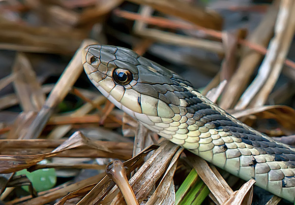 Snake