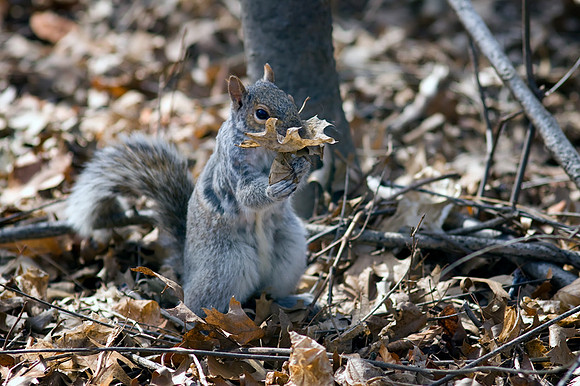 Squirrel