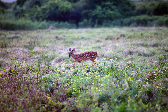 Deer