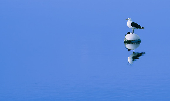 Seagull