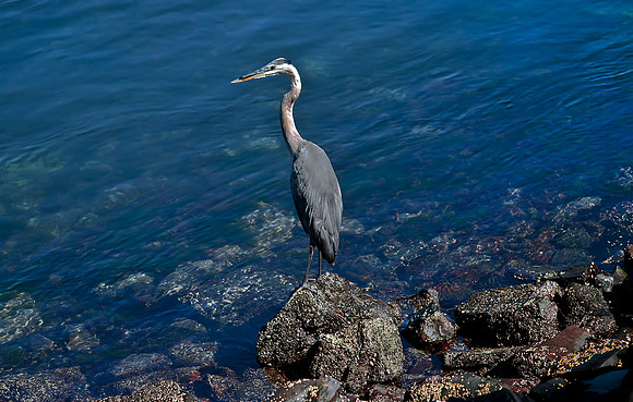 Blue Heron