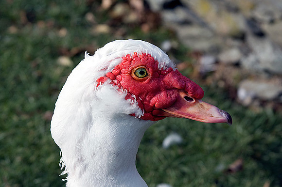 Handsome Duck