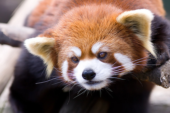 Red Panda