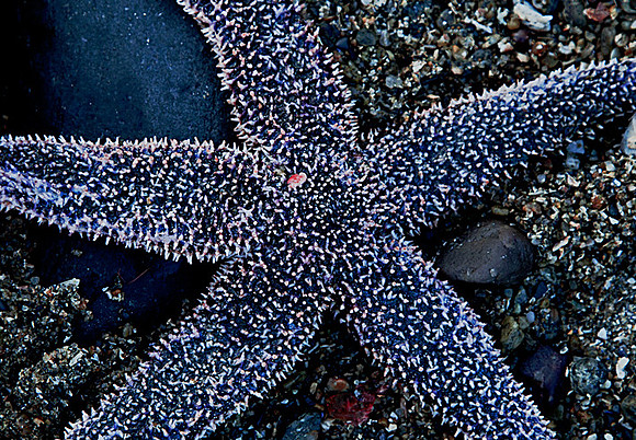 Sea Star